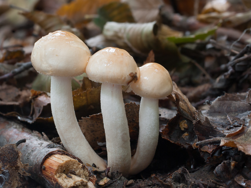 Hygrophorus carpini